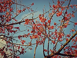 鮮花,日本 kerrie,盛開(kāi)