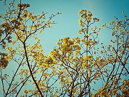鮮花,日本 kerrie,盛開(kāi)
