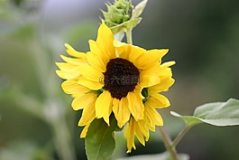 太陽花,花,黃色