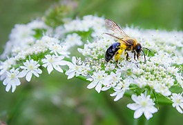 蜜蜂,昆蟲,花