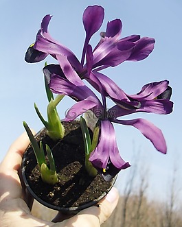 花,紫,暗