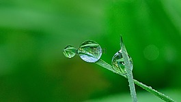 性質(zhì),滴,花