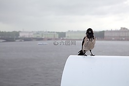 烏鴉,雨,在俄羅斯圣彼得堡