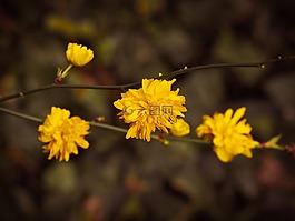 開(kāi)花,盛開(kāi),日本 kerrie