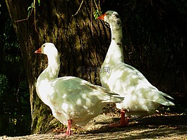 鵝,鴨鳥,鵝家庭