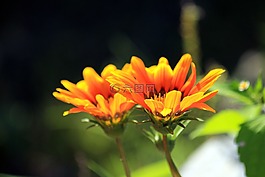 venidium,花卉,性質(zhì)