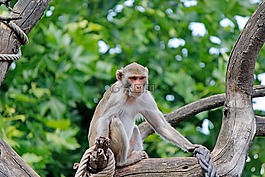 猴子,動物園,靈長類動物