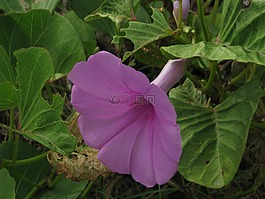 thiagoribeiro,花卉,羅莎