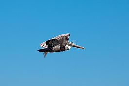 鵜鶘,天空,性質(zhì)