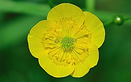 性質(zhì),花,鮮花