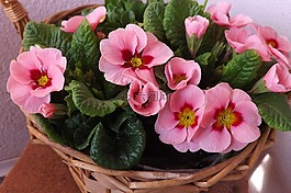 報(bào)春花,春天,鮮花