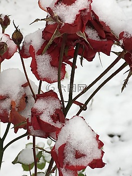 雪,玫瑰,悲
