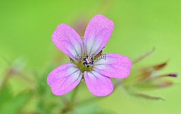 性質(zhì),花,橙色