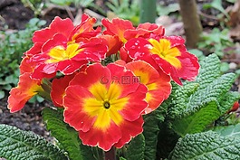 報春花,春天,開花