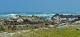 海岸,海,沖浪