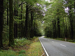 路,森林,公路