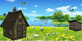 鸭,景观,湖