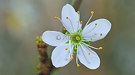 性質(zhì),花,鮮花