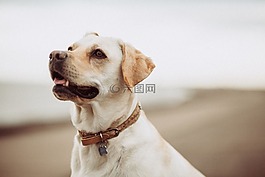 白,狗,動物