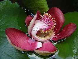蓮花,花,花的