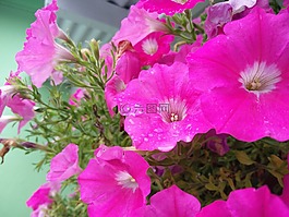 粉紅色的花,花園,露水