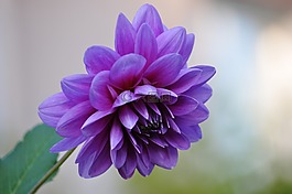 宏,鮮花,性質(zhì)