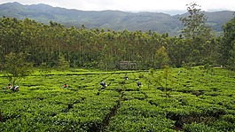 茶園,印度,蒙納