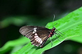 粉紅色 cattleheart,蝴蝶,昆蟲