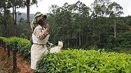 茶園,印度,蒙納