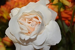花,鮮花,花園