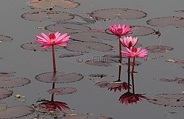 水百合,花,紅色
