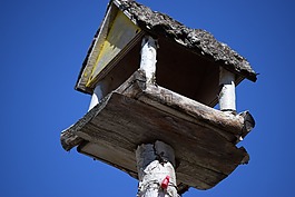 山寨,鳥,性質