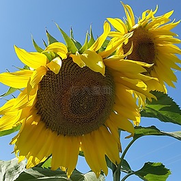 向日葵,別墅,夏季