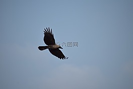 烏鴉,鳥類飛行,飛行