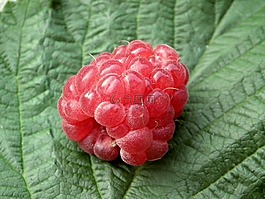 莓果,覆盆子,水果