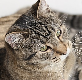tomcat的,冰爪,貓