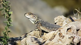 stellagama stellio cypriaca,蜥蜴,流行