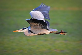 鳥,動(dòng)物,蒼鷺