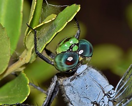蜻蜓,pondhawk,东部pondhawk