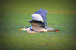 鳥(niǎo),動(dòng)物,蒼鷺