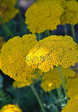 植物,黃色,花卉