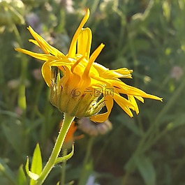 鮮花,夏季,別墅