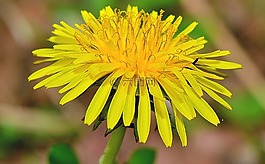 性質(zhì),花,鮮花