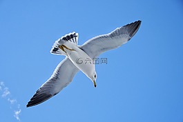 動(dòng)物,天空,海灘