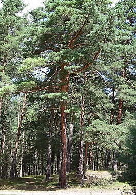 松,feuerland,砂石