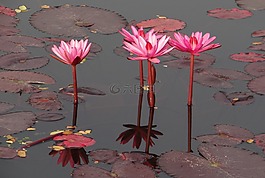 水百合,花,紅色