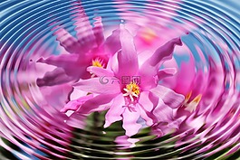 花,開花,波