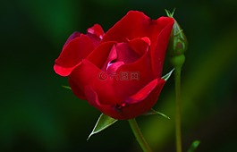 玫瑰,花,玫瑰綻放