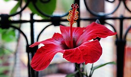 花,植物,開花