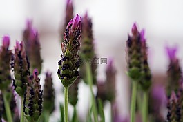 熏衣草,花,薰衣草花